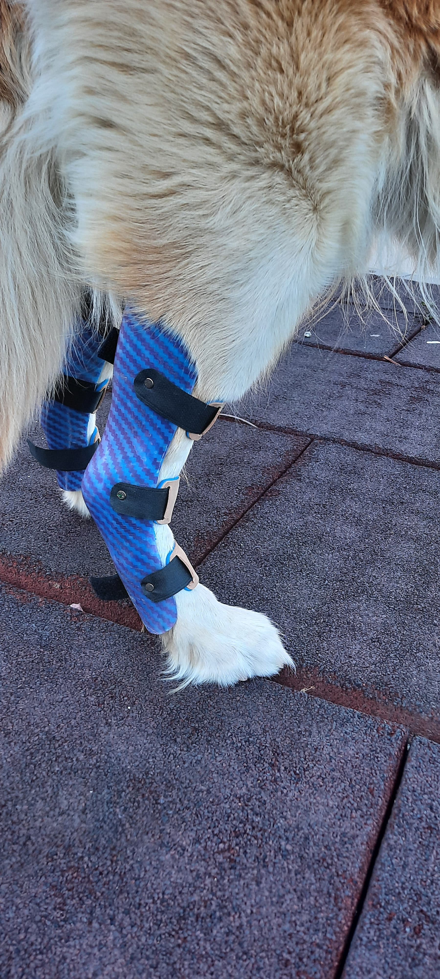 Férulas articuladas a medida en las patas traseras de un perro