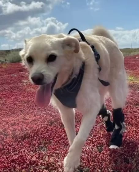 Perro caminando feliz por el campo con una órtesis de apoyo
