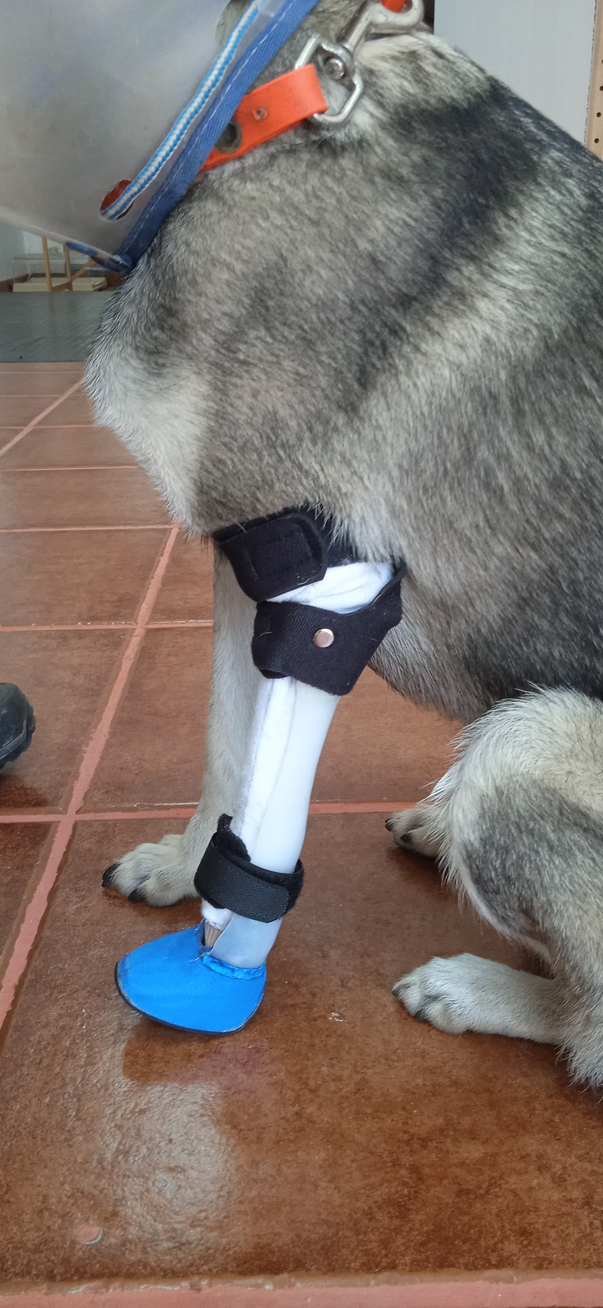 Prótesis de pata con bota antideslizante azul