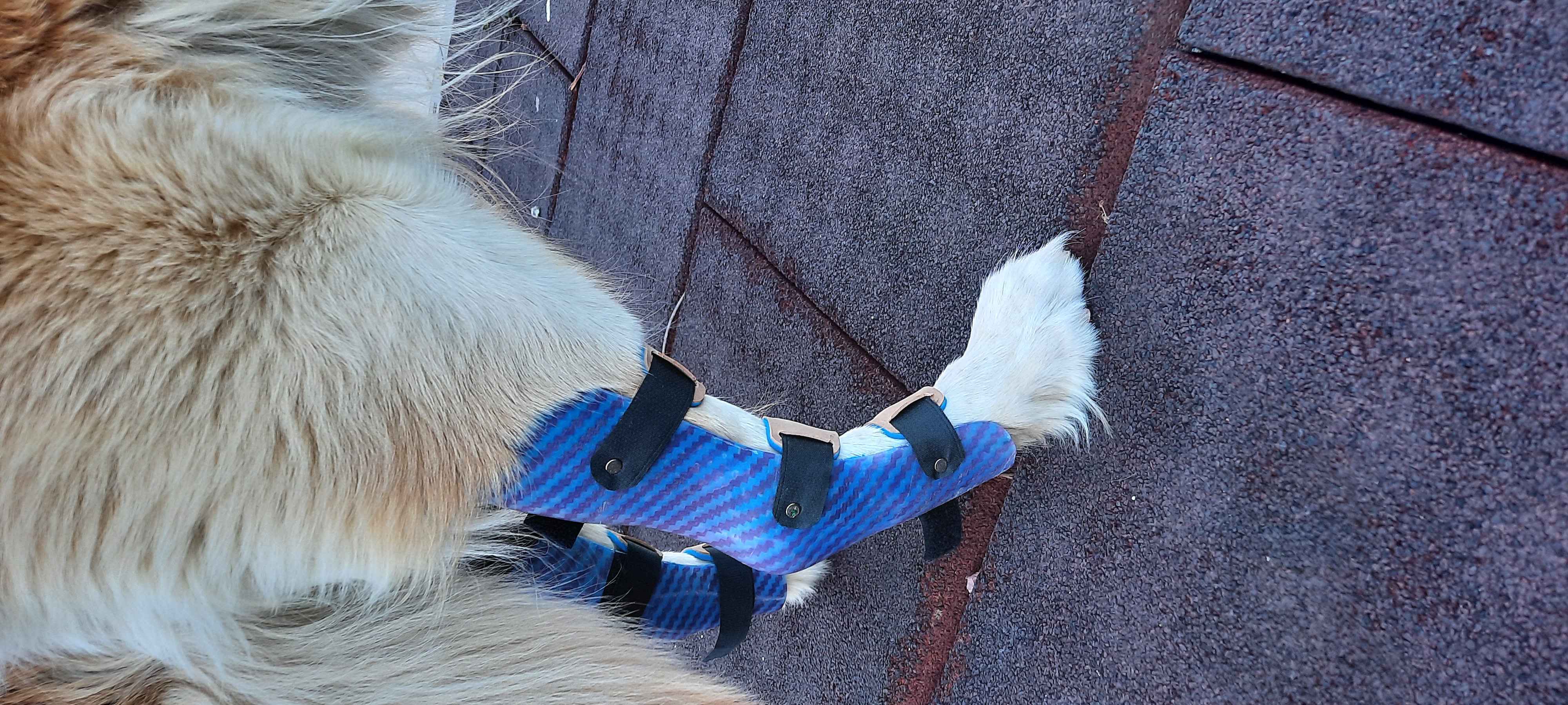Férulas articuladas a medida en las patas traseras de un perro