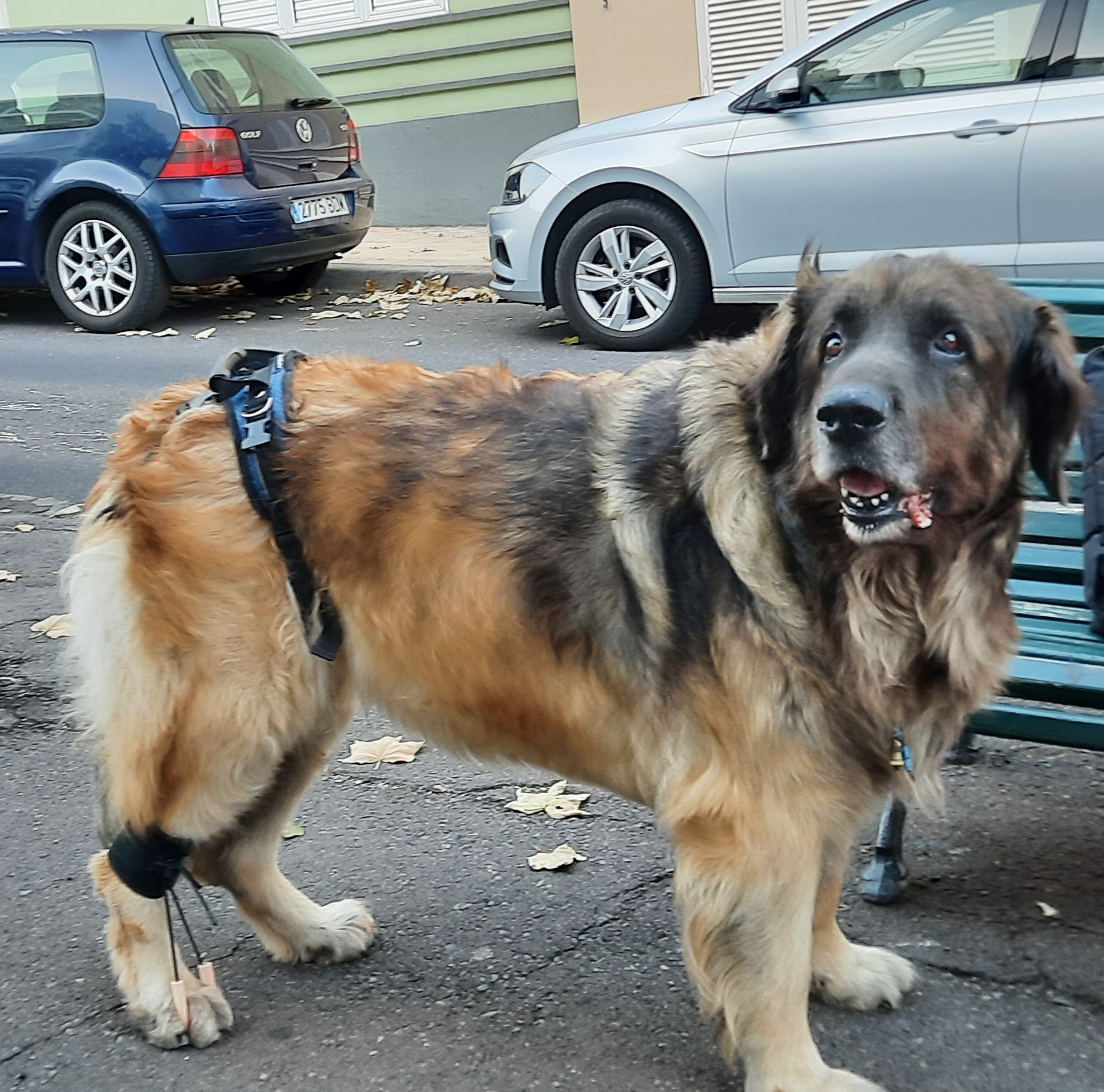 Perro mayor con arnés de soporte para ayuda al cuidador