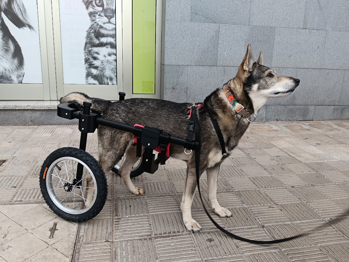 Perro con silla de ruedas trasera fabricada por El Mencey