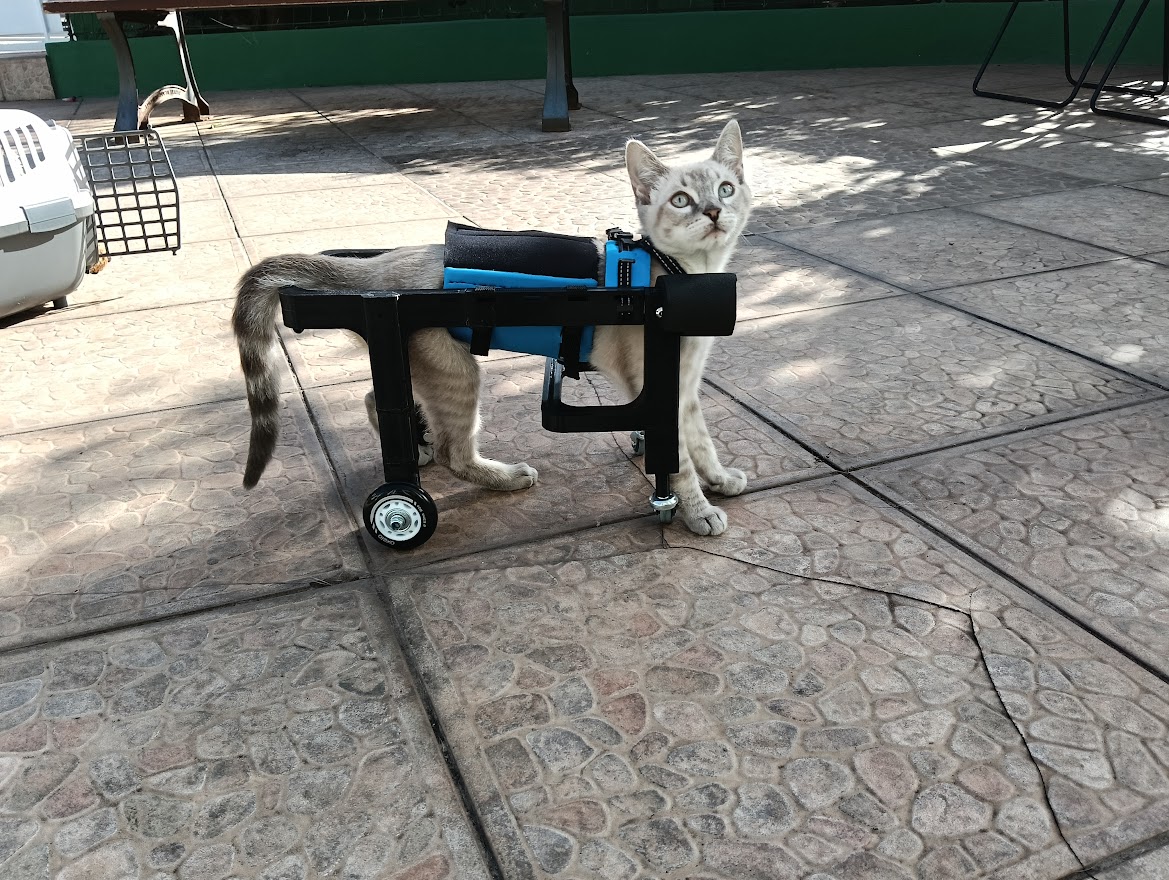 Gato con silla de soporte fabricada a medida por El Mencey